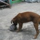 JUGANDO CON SU PELUCHE